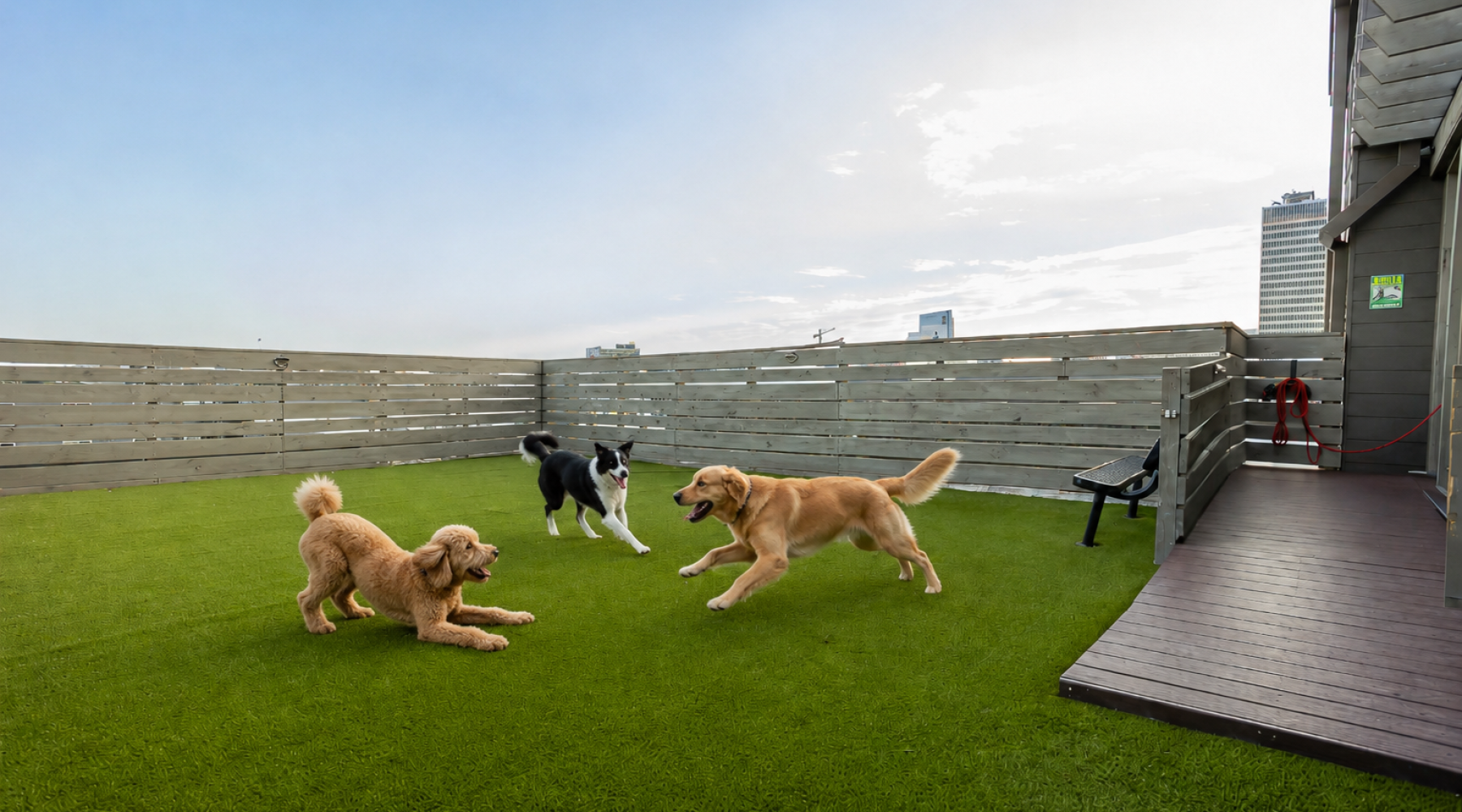 3 dogs playing in dog park